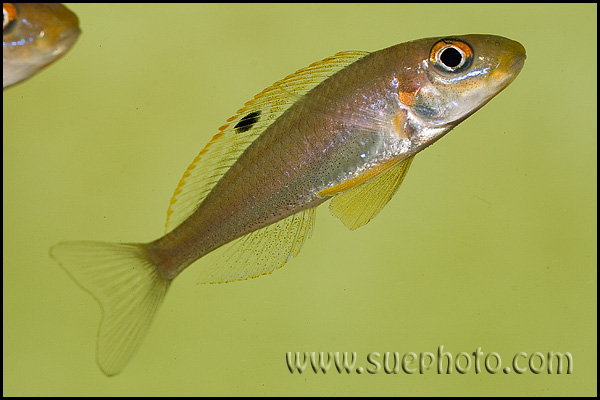 Xenotilapia sp. "Papilio Sunflower" Kipili