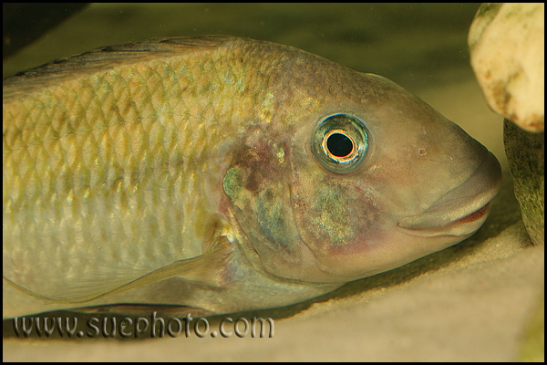 Petrochromis polyodon Tembwe