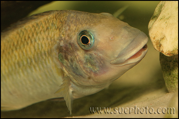 Petrochromis polyodon Tembwe