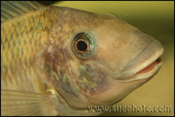 Petrochromis polyodon Tembwe