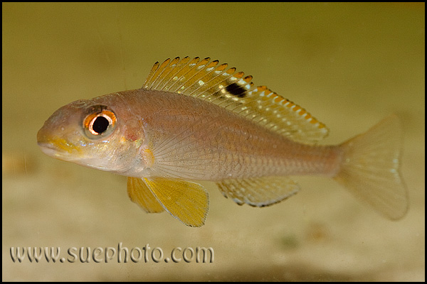 Xenotilapia sp. "Papilio Sunflower" Kipili