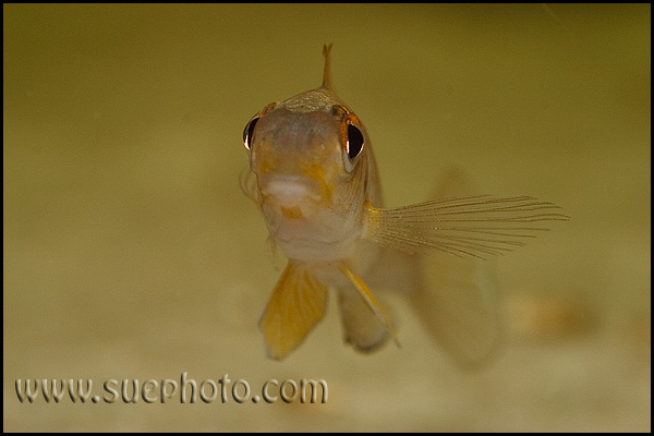 Xenotilapia sp. "Papilio Sunflower" Kipili