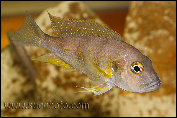 Limnochromis staneri