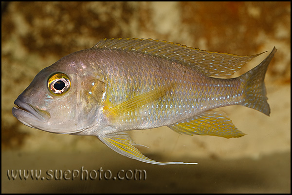 Limnochromis staneri