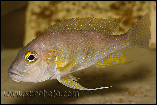 Limnochromis staneri