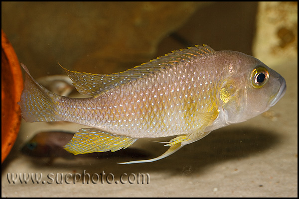 Limnochromis staneri