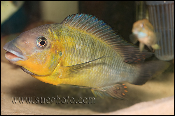 Petrochromis polyodon Tembwe