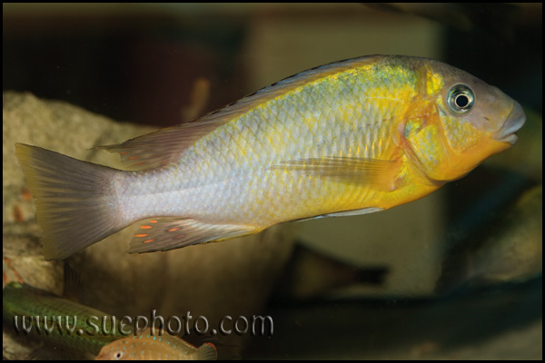 Petrochromis polyodon Tembwe