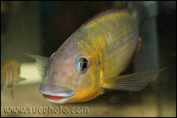 Petrochromis polyodon Tembwe