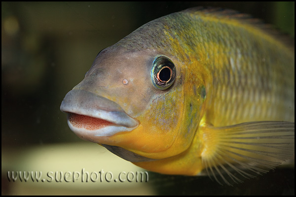 Petrochromis polyodon Tembwe