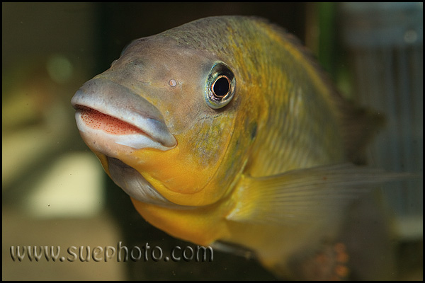 Petrochromis polyodon Tembwe