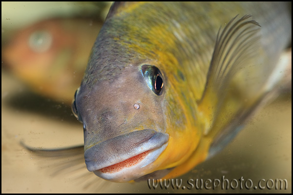 Petrochromis polyodon Tembwe