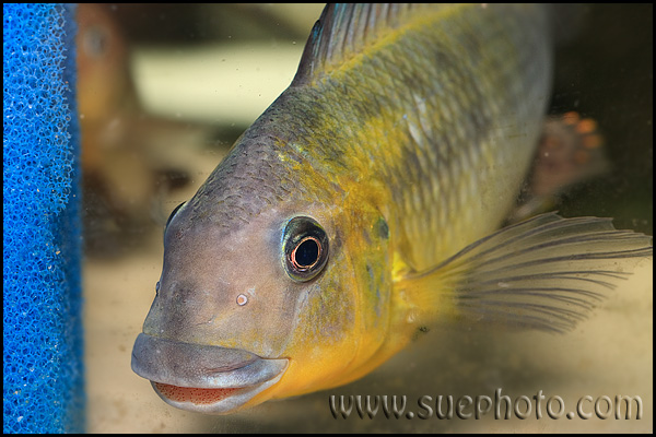 Petrochromis polyodon Tembwe