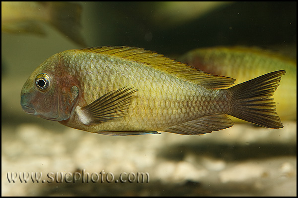 Tropheus sp. Nkonde Bright Yellow