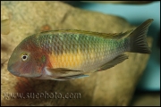 Tropheus sp. Chilambo Yellow Rainbow