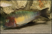Tropheus sp. Chilambo Yellow Rainbow