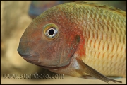 Tropheus sp. Chilambo Yellow Rainbow