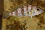 Limnochromis staneri