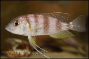 Limnochromis staneri