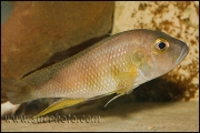 Limnochromis staneri