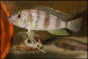 Limnochromis staneri