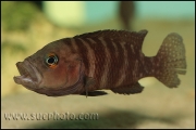 Neolamprologus obscurus