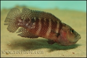 Neolamprologus obscurus