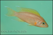 Neolamprologus pulcher Kantalamba