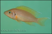 Neolamprologus pulcher Kantalamba