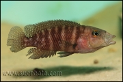 Neolamprologus obscurus