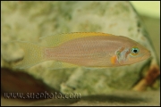 Neolamprologus pulcher Kantalamba