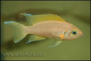 Neolamprologus pulcher Kantalamba