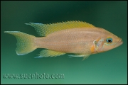 Neolamprologus pulcher Kantalamba