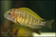 Tropheus sp. Nkonde Bright Yellow