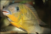 Petrochromis polyodon Tembwe