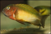 Tropheus sp. Nkonde Bright Yellow