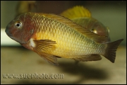 Tropheus sp. Nkonde Bright Yellow