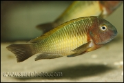 Tropheus sp. Nkonde Bright Yellow