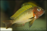 Tropheus sp. Nkonde Bright Yellow