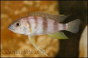 Limnochromis staneri