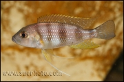 Limnochromis staneri