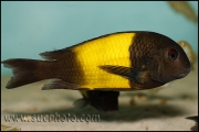 Tropheus sp. Ikola