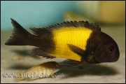 Tropheus sp. Ikola