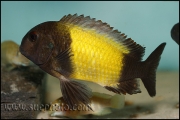 Tropheus sp. Ikola