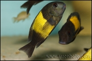 Tropheus sp. Ikola