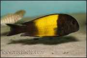 Tropheus sp. Ikola