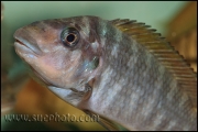 Petrochromis sp. "Macrognathus Rainbow" Nkondwe