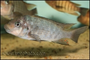 Petrochromis sp. "Macrognathus Rainbow" Nkondwe