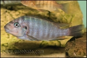 Petrochromis sp. "Macrognathus Rainbow" Nkondwe