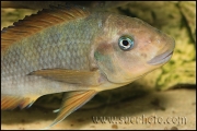 Petrochromis sp. "Macrognathus Rainbow" Nkondwe